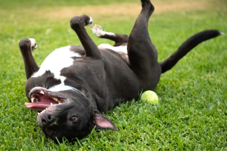 A medium-size dog lying on lush green grass beside a family, with scattered pet toys and garden tools visible nearby.