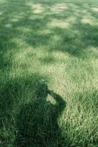 A person inspecting a patchy, discolored area on a green residential lawn.