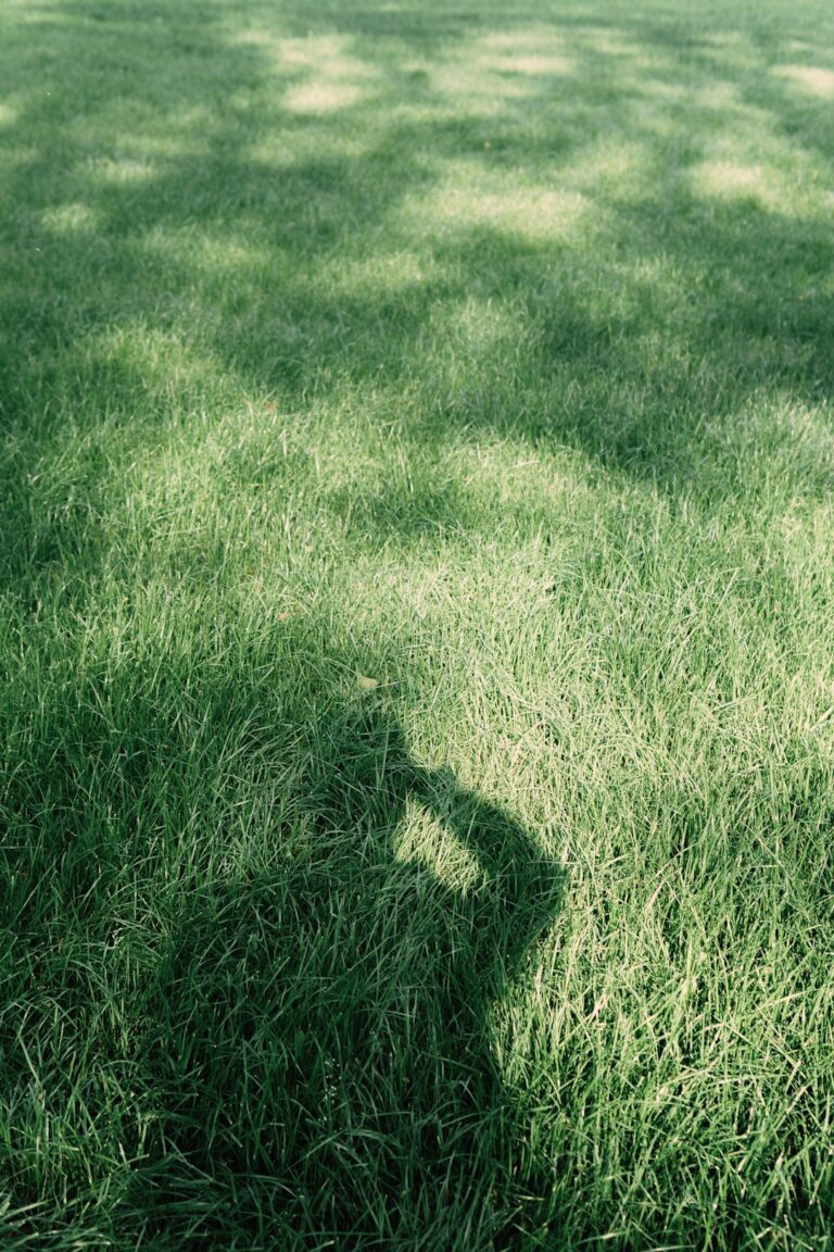 A person inspecting a patchy, discolored area on a green residential lawn.